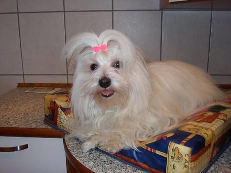 Coton de tulear Ambanja (Banja) - Halløj...-Jeg hedder Banja, og min ejer synes lige at i andre skulle se mig..   :D  (Forresten, er jeg lige blevet friseret.. ) billede 1