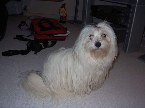 Coton de tulear Ambanja (Banja) - Her sidder jeg...  :D billede 2