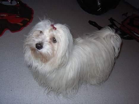 Coton de tulear Ambanja (Banja) - Er jeg ikke fin?  :P billede 3