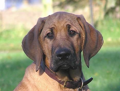 Broholmer Aske - potræt af Aske 4 mdr. billede 1