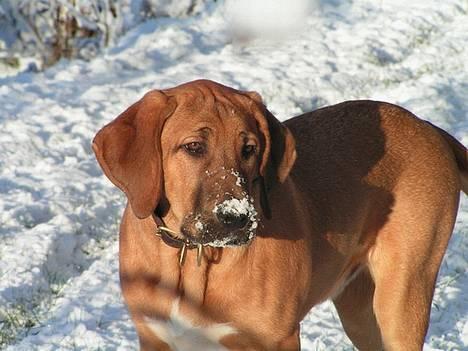 Broholmer Aske - Aske i sneen 6 mdr billede 3