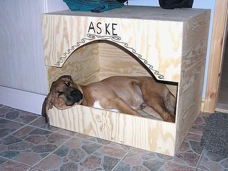 Broholmer Aske - Aske sover i sin "hule" billede 4