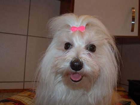 Coton de tulear Ambanja (Banja) - Rauww.... billede 4