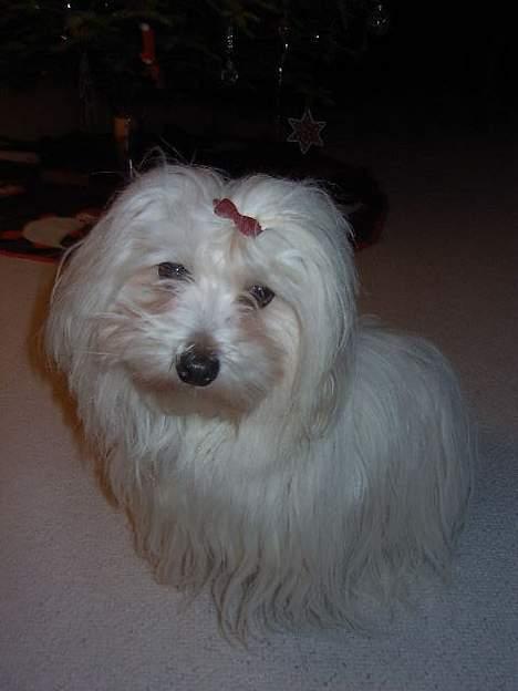 Coton de tulear Ambanja (Banja) - Puuha...-hvor er jeg træt af at blive taget billeder af...-du går da også helt amok med det kamera...  :P billede 5