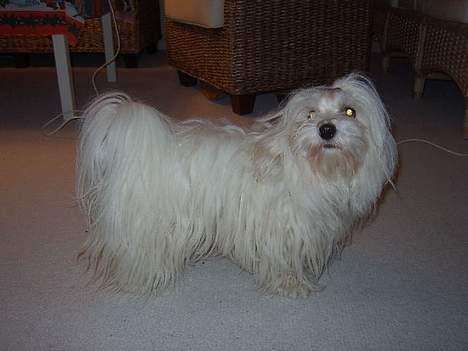 Coton de tulear Ambanja (Banja) - Hmm...-hvordan slipper jeg dog for den fotograf..?  :P billede 6