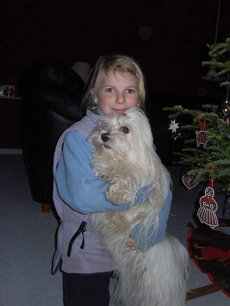 Coton de tulear Ambanja (Banja) - Her er min ejer og jeg...   :D billede 7