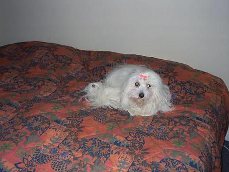 Coton de tulear Ambanja (Banja) - Her plejer jeg at sove.... billede 8