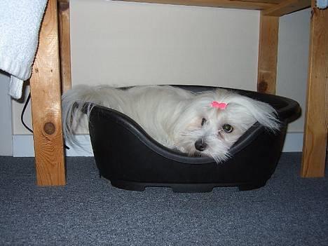 Coton de tulear Ambanja (Banja) - Åhh...-Hvor er jeg dog træt...  :O) billede 9