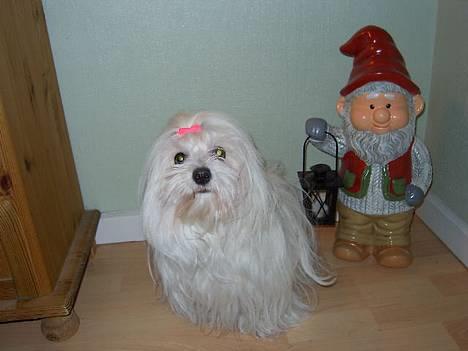 Coton de tulear Ambanja (Banja) - Her er mig og nissemanden lii´...  :D billede 10