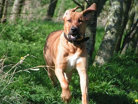 Broholmer Aske - Aske 10 mdr. billede 6