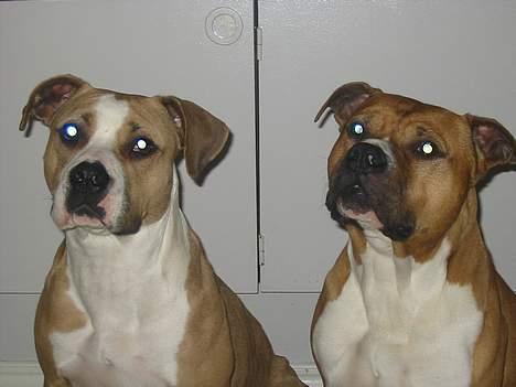 Amerikansk staffordshire terrier Rex 1999 - 2013 rip. - Rex & Chilli smiler :) billede 8
