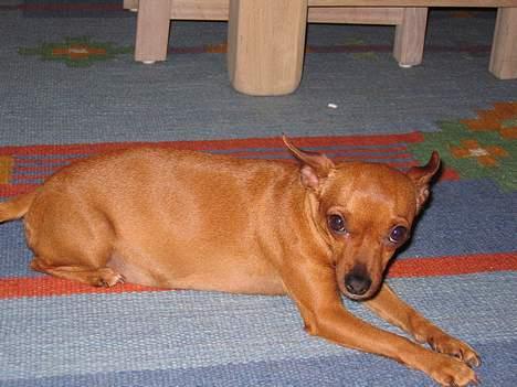 Chihuahua King - King som ligger på tæppet og hygger sig billede 1