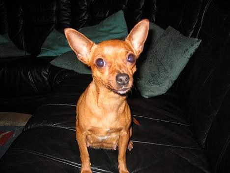 Chihuahua King - Min lille hund med store strit-øre billede 2