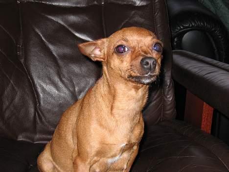 Chihuahua King - King, sidder i stolen og tror hun ejer det hele.. ;) billede 3