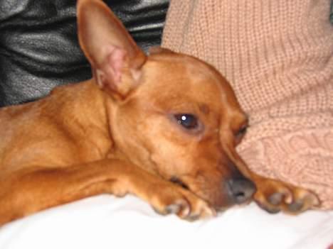 Chihuahua King - Her ligger hun og slapper af hos mor.. Hvor er hun dog dejlig.. billede 4