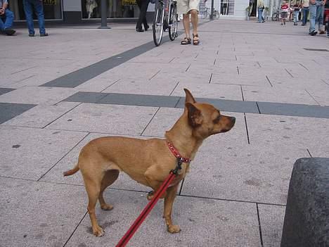 Chihuahua King - King som er ude og gå tur da vi var på ferie. billede 5
