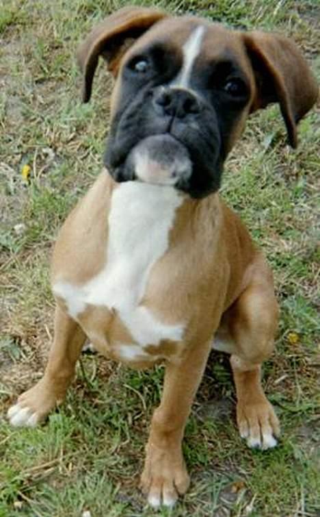 Boxer Mullet (Nandi AK LP1) - Mullet ½ år gammel billede 1