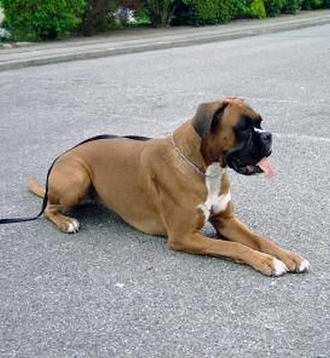 Boxer Mullet (Nandi AK LP1) billede 2