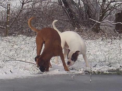 Boxer Mullet (Nandi AK LP1) - Mullet og Zülle spejler sig billede 3