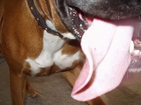 Boxer Mullet (Nandi AK LP1) - Mullet har verdens største hundetunge! billede 4