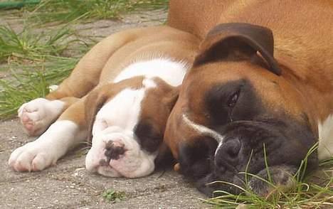 Boxer Mullet (Nandi AK LP1) - Mullet med en af sine hvalpe (Soffi) billede 5