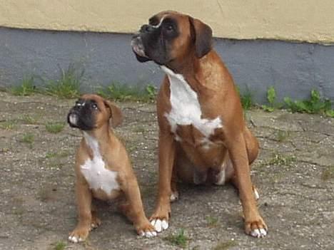 Boxer Mullet (Nandi AK LP1) - Mullet med en anden af sine hvalpe (Nemo) billede 6