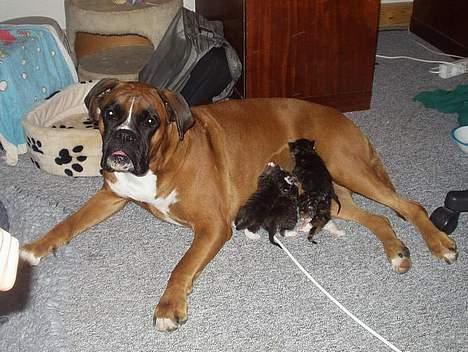 Boxer Mullet (Nandi AK LP1) - Mullet med sine plejekillinger billede 7