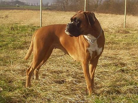 Boxer Mullet (Nandi AK LP1) billede 8