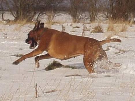 Boxer Mullet (Nandi AK LP1) - Sneploven Mullet billede 9