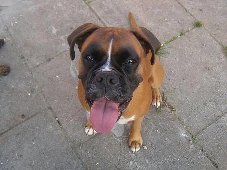 Boxer Mullet (Nandi AK LP1) - "Hejsa!" billede 10