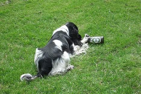 Cocker spaniel Ziki - Vi er meget glad for øl billede 3