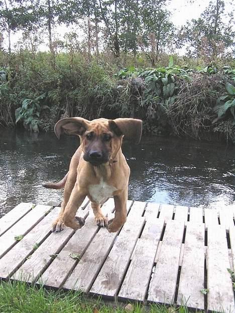 Broholmer Aske - Aske på bådebroen, 5 mdr. billede 9