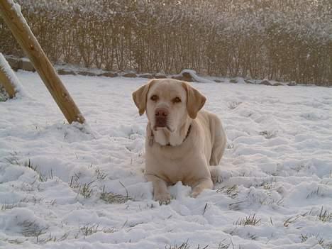 Labrador retriever Meeko - det er dejligt at boldre sig i sneen billede 5