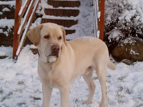 Labrador retriever Meeko - jeg har altså ikke gjort noget   ;( billede 6