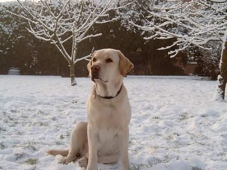 Labrador retriever Meeko - orhh   jeg er stolt over mig selv... billede 8