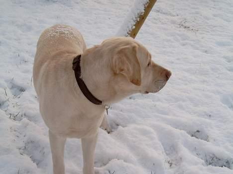 Labrador retriever Meeko - hov hvad er der derovre ????????? billede 9
