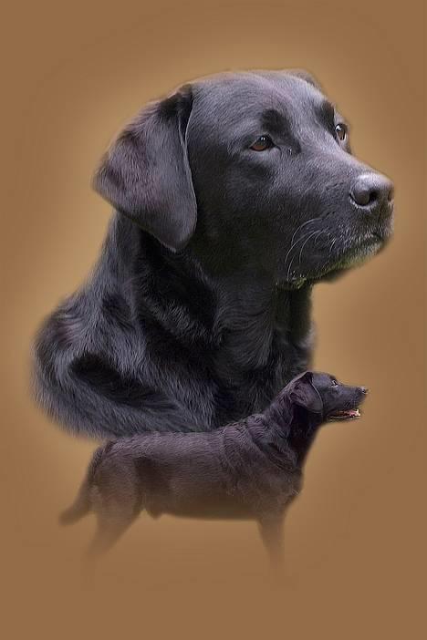 Labrador retriever Hubert`s Hugin - Hugin  billede 1