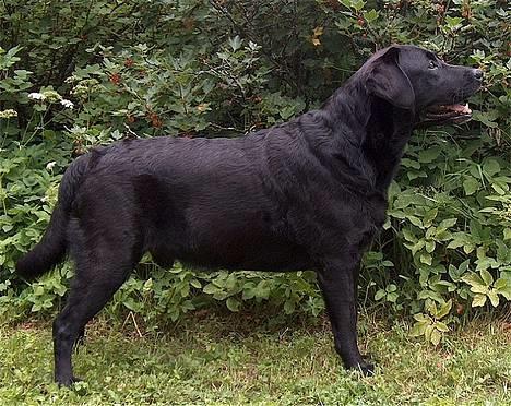 Labrador retriever Hubert`s Hugin - Står jeg pænt nu mor ?? billede 2
