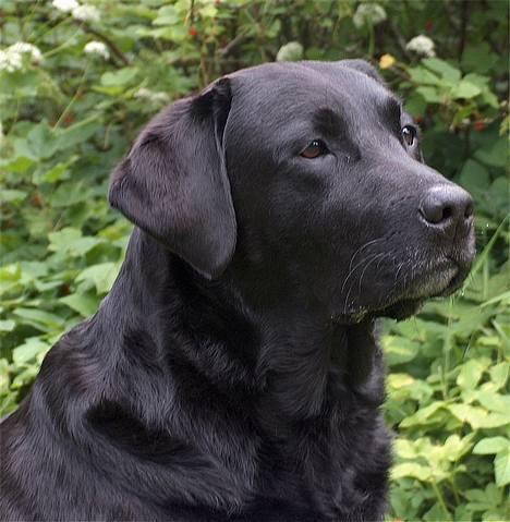 Labrador retriever Hubert`s Hugin - Mors dejlige dreng  billede 3