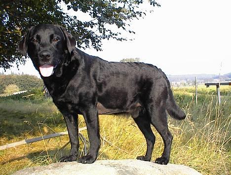 Labrador retriever Hubert`s Hugin - Er det ikke bare en smart frisure ?? billede 4