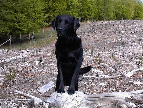Labrador retriever Hubert`s Hugin - Hmmm ... var det sådan du mente jeg skulle stå  mor ??  billede 5