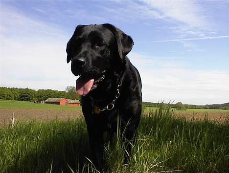Labrador retriever Hubert`s Hugin - Hej Mor .. billede 6