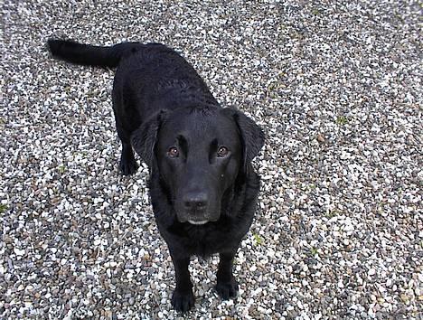 Labrador retriever Hubert`s Hugin - Tit tit  billede 7