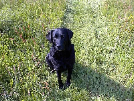 Labrador retriever Hubert`s Hugin - Dejlig dreng ikk` billede 8