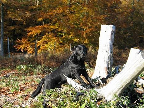Labrador retriever Hubert`s Hugin - Hugin i skoven billede 9