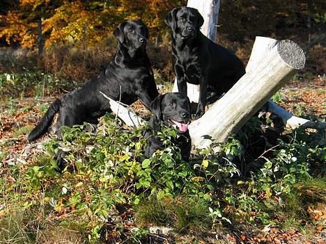 Labrador retriever Hubert`s Hugin - Hugin til venstre, lillebror Emil til højre og storebror Jason foran billede 10