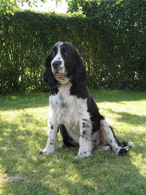 Engelsk springer spaniel Mirocchi (Louis) - Gået bort - Min dejlige hund <3 billede 1