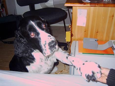 Engelsk springer spaniel Mirocchi (Louis) - Gået bort - Søde Louis siger go´dav<3 billede 2