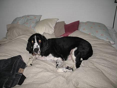 Engelsk springer spaniel Mirocchi (Louis) - Gået bort - Ups... Er i allerede hjemme?? billede 3