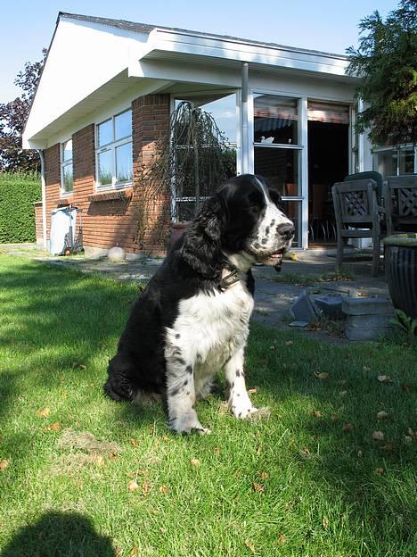 Engelsk springer spaniel Mirocchi (Louis) - Gået bort - Hvor er der bar dejligt at sidde ude i den dejlige sol :D <´3 billede 4